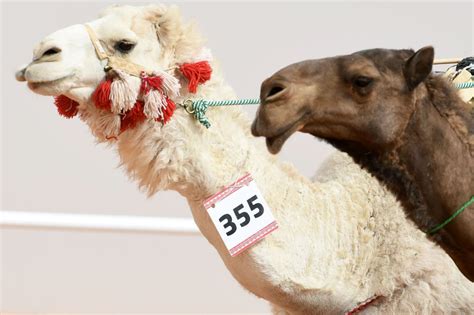 botox camel beauty contest